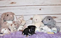 Egypt, a male Chihuahua for sale in Charleston, AR – 4 of 4