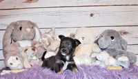 Blue, a male Chihuahua for sale in Charleston, AR – 4 of 4