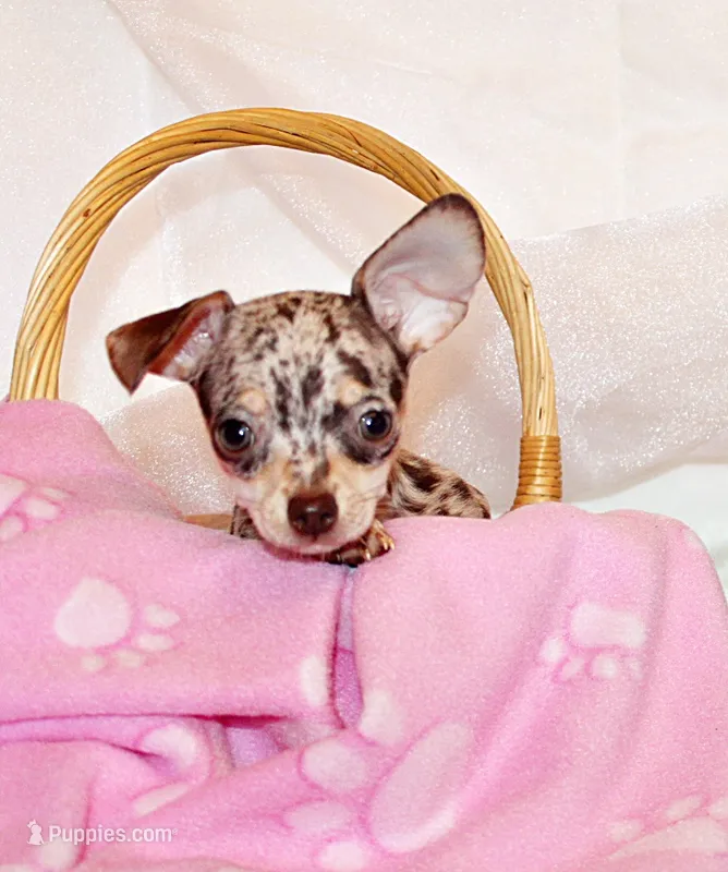 Hazel – Chihuahua puppy for sale in Charleston, AR