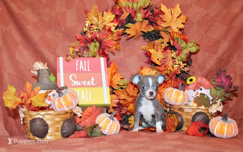 Poppet – Chihuahua puppy for sale in Charleston, AR