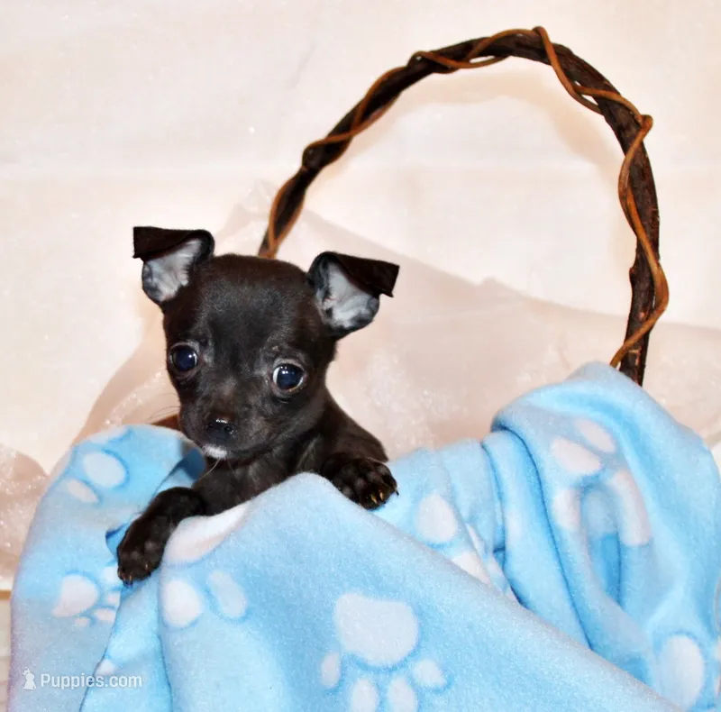 Gilley – Chihuahua puppy for sale in Charleston, AR