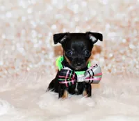 Nero, a male Chihuahua for sale in Charleston, AR – 5 of 5