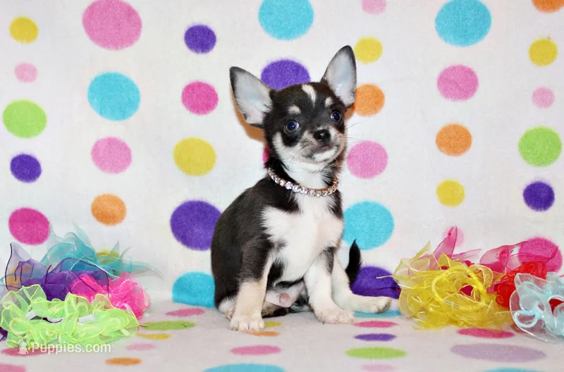 Oscar – Chihuahua puppy for sale in Charleston, AR
