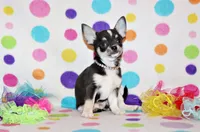 Oscar, a male Chihuahua for sale in Charleston, AR – 1 of 5