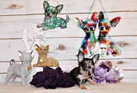 Giana, a female Chihuahua for sale in Charleston, AR – 3 of 3