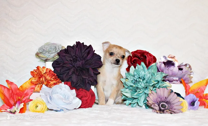 Thaddeus – Chihuahua puppy for sale in Charleston, AR