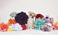 Thaddeus, a male Chihuahua for sale in Charleston, AR – 2 of 7