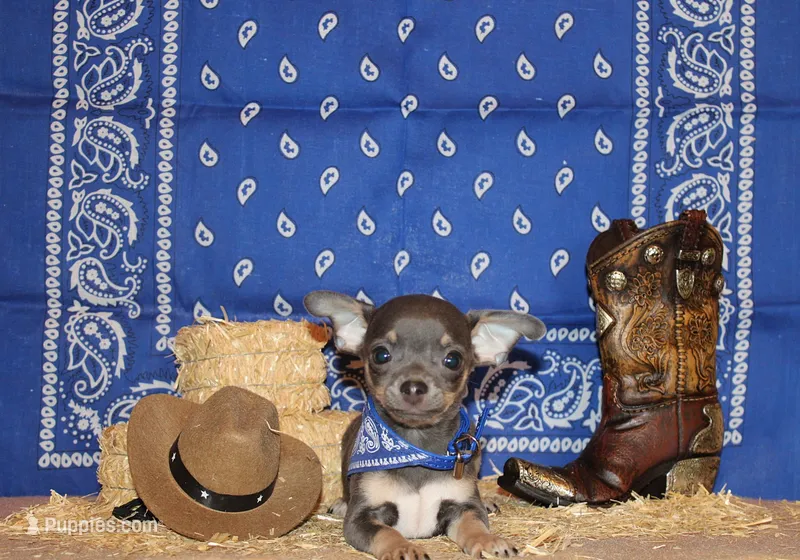 Wendall – Chihuahua puppy for sale in Charleston, AR