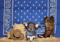 Wendall, a male Chihuahua for sale in Charleston, AR – 1 of 8