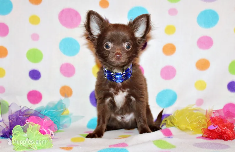 Ian – Chihuahua puppy for sale in Charleston, AR