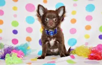 Ian, a male Chihuahua for sale in Charleston, AR – 1 of 5