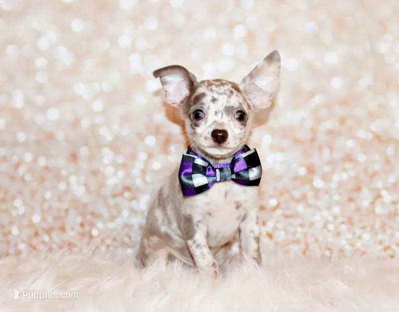 Hector – Chihuahua puppy for sale in Charleston, AR