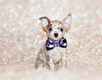 Hector, a male Chihuahua for sale in Charleston, AR – 1 of 3