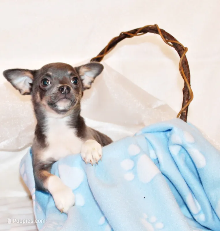 Eastwood – Chihuahua puppy for sale in Charleston, AR