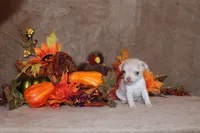 Rorie, a female Chihuahua for sale in Charleston, AR – Photo 2 of 3