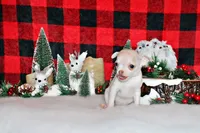 Rorie, a female Chihuahua for sale in Charleston, AR – Photo 1 of 3