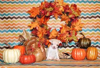 Rorie, a female Chihuahua for sale in Charleston, AR – Photo 3 of 3