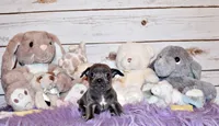 Denver, a male Chihuahua for sale in Charleston, AR – 4 of 4