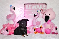 Mack, a male Chihuahua for sale in Charleston, AR – 4 of 4
