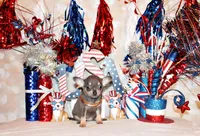Zazu, a female Chihuahua for sale in Charleston, AR – 2 of 5