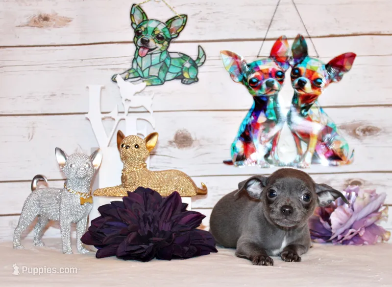 Denver – Chihuahua puppy for sale in Charleston, AR