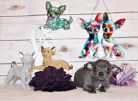 Denver, a male Chihuahua for sale in Charleston, AR – 1 of 4