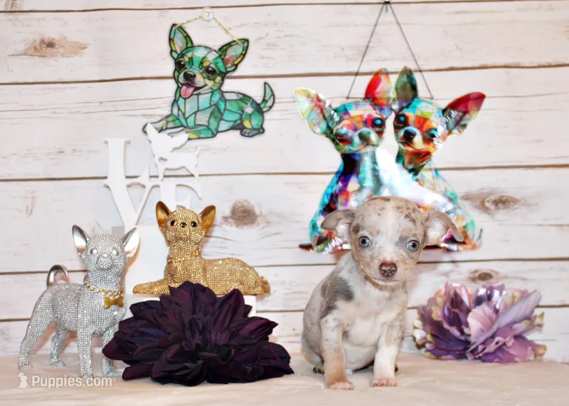 Blakely – Chihuahua puppy for sale in Charleston, AR
