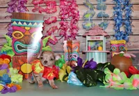 Kairos, a male Chihuahua for sale in Charleston, AR – 4 of 4