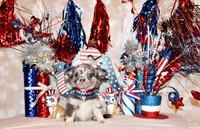 Elgin, a male Chihuahua for sale in Charleston, AR – 2 of 4