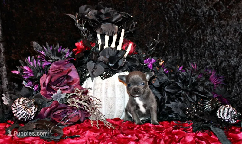 Cyprus – Chihuahua puppy for sale in Charleston, AR