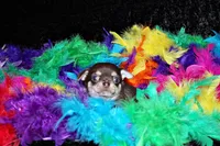 Idalee, a female Chihuahua for sale in Charleston, AR – Photo 2 of 3