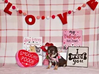 Idalee, a female Chihuahua for sale in Charleston, AR – Photo 3 of 3