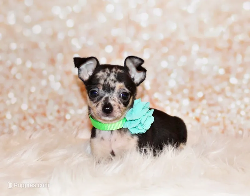 Giana – Chihuahua puppy for sale in Charleston, AR