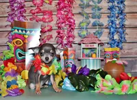 Zaire, a male Chihuahua for sale in Charleston, AR – 2 of 2