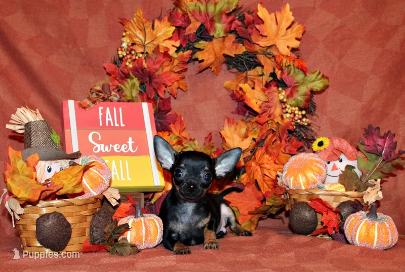 Lionel – Chihuahua puppy for sale in Charleston, AR