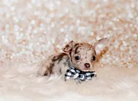 Kairos, a male Chihuahua for sale in Charleston, AR – 3 of 4