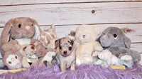 Demi, a female Chihuahua for sale in Charleston, AR – 4 of 4