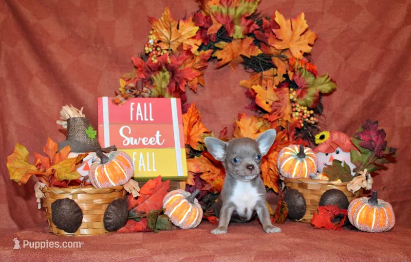 Rebel – Chihuahua puppy for sale in Charleston, AR