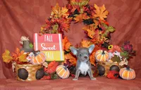 Rebel, a female Chihuahua for sale in Charleston, AR – 1 of 3