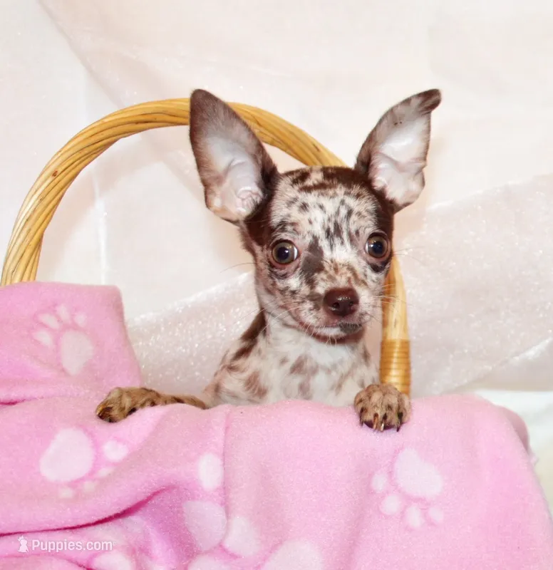 Hyacinth – Chihuahua puppy for sale in Charleston, AR