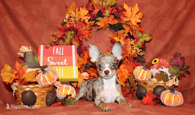 Newt – Chihuahua puppy for sale in Charleston, AR