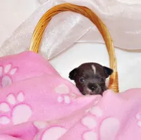 Pixie, a female Chihuahua for sale in Charleston, AR – 2 of 2