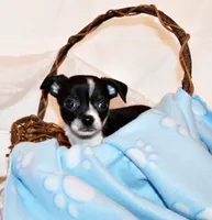 Lucius, a male Chihuahua for sale in Charleston, AR – 3 of 4