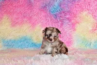 Nebo, a male Chihuahua for sale in Charleston, AR – Photo 2 of 3