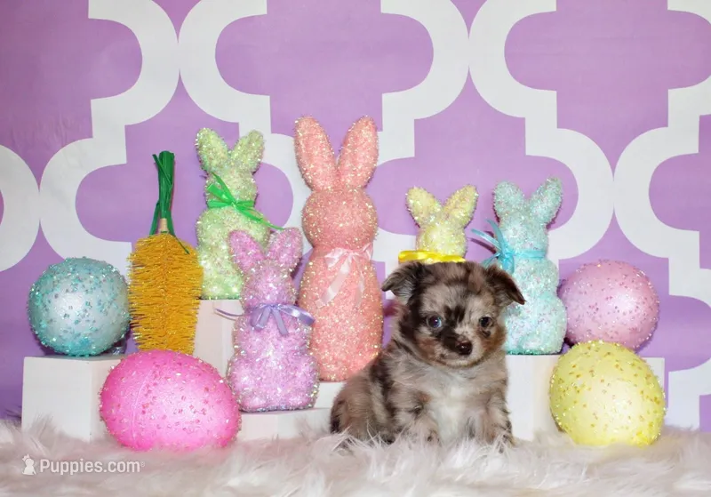 Nebo – Chihuahua puppy for sale in Charleston, AR