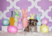 Nebo, a male Chihuahua for sale in Charleston, AR – Photo 1 of 3