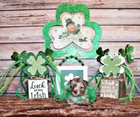 Nebo, a male Chihuahua for sale in Charleston, AR – Photo 3 of 3