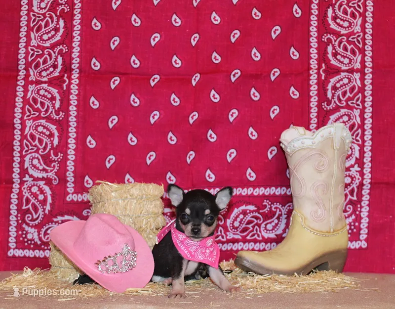 Zamora – Chihuahua puppy for sale in Charleston, AR
