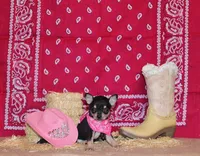 Zamora, a female Chihuahua for sale in Charleston, AR – 1 of 1