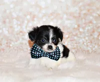 Nevan, a male Chihuahua for sale in Charleston, AR – 5 of 5